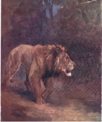 Lew w afrykańskim lesie