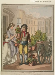 „Wszystko rośnie, rośnie, heres Kwiaty dla was Ogrody”, płyta VI z Cries of London, 1799