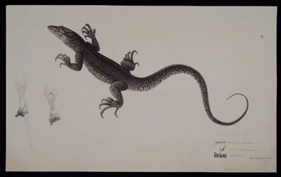 Monitor „Lacerta Gudua”, z kolekcji Francisa Buchanana, ok. 1804 (akwarela i długopis i tusz na papierze)