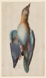 Dead Blue Roller, 1583.