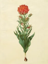 Tulipa gesneriana z albumu Gottorfer Codex, ok.1650 (gwasz na pergaminie)