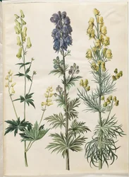 Aconitum lycoctonum (kapelusz nordycki); Aconite napellus (Ægte burzowy kapelusz); Aconite anthora (sztorka płetwowate)