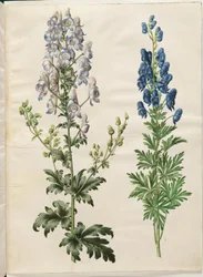 Barwiony akonit (kapelusz burzowy broget); Aconite napellus (ægte stormhat)