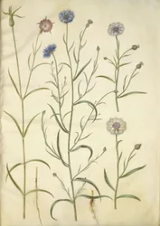 Agrostemma githago (kąkol polny); Centaurea cyanus (chaber bławatek)