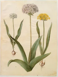 Allium moly (złoty czosnek); Allium nigrum (czarny czosnek)