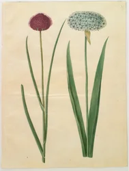 Allium sphaerocephalon (cebula śródziemnomorska); Allium nigrum (czarna cebula)