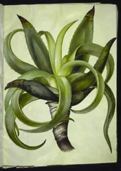 Aloes (aloes)