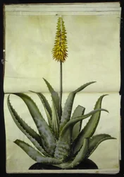 Aloes (aloes medyczny)