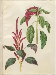 Krwawy amarant (czerwony amarant); Amarantus ogoniasty (revehale-amarant)