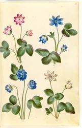 Anemone hepatica (niebieski zawilec)