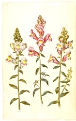 Antirrhinus majus (have-løvemund)