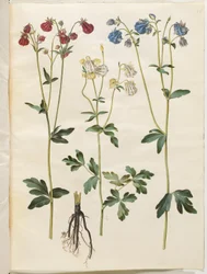 Aquilegia vulgaris (pospolity orlik)