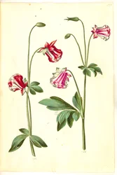 Aquilegia vulgaris (pospolity orlik)