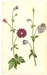 Aquilegia vulgaris (pospolity orlik)