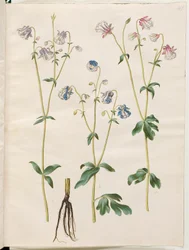Aquilegia vulgaris (pospolity orlik)
