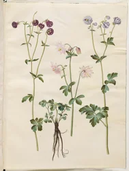 Aquilegia vulgaris (pospolity orlik)
