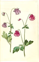 Aquilegia vulgaris (pospolity orlik)