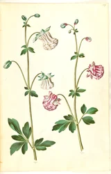 Aquilegia vulgaris (pospolity orlik)
