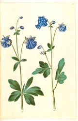 Aquilegia vulgaris (pospolity orlik)