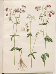 Aquilegia vulgaris (pospolity orlik)