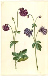 Aquilegia vulgaris (pospolity orlik)