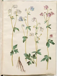 Aquilegia vulgaris (pospolity orlik)