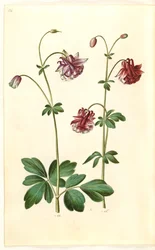 Aquilegia vulgaris (pospolity orlik)