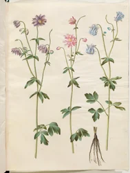 Aquilegia vulgaris (pospolity orlik)