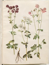 Aquilegia vulgaris (pospolity orlik)