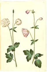 Aquilegia vulgaris (pospolity orlik)