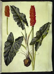 Arum włoski (arum włoski)