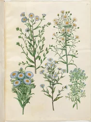 Aster amellus (astry dziewicze); Symphyotrichum novi-Belgii (astry nybelgiskie); Nowoangielski Symphyotrichum (astry nowoangielskie); Symphyotrichum dumosum (Pude-astry); Symphyotrichum ericoides (lingastry)