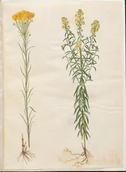 Aster linozyris (astry złotowłose); Linaria vulgaris (dorsz pospolity)