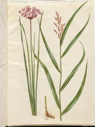 Butomus umbellatus (świeca panny młodej); Phragmites australis (trzcina pospolita)
