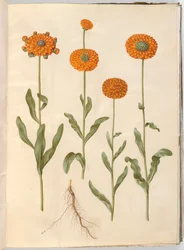 Calendula officinalis (nagietek ogrodowy)