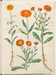 Calendula officinalis (nagietek ogrodowy)