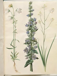 Campanula persicifolia (kloke o małym ostrzu); Dzwon piramidalny (piramide-klokke); Anthericum ramosum (grenet edderkopurt)