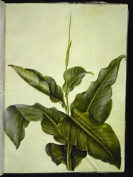 kanna (oko)