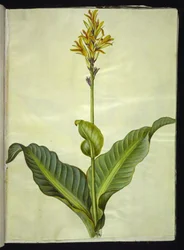 Canna indica (kana jadalna)