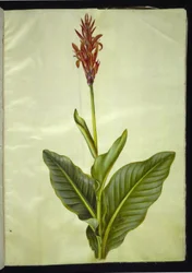 Canna indica (kana jadalna)