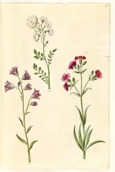 Cardamine pratensis (rzeżucha łąkowa); Campanula rotundifolia (?) (dzwonek cierpienia); Silene vulgaris (?) (ćma pęcherzowa)