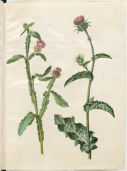 Centaurea seridis; Ostropest plamisty (Ostropest plamisty)
