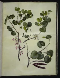 Cercis siliquastrum (almindelig judastræ)