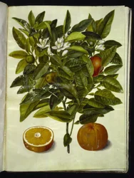 Citrus sinensis (pomarańczowy)