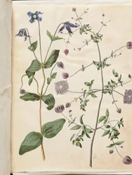 Clematis integrifolia (niebieskie powojniki wieloletnie); Clematis viticella (włoskie pnącze)