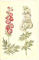 (zarodnik jeźdźca)