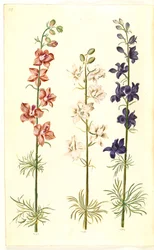 (zarodnik jeźdźca)