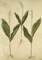 Convallaria majalis (lilia liliowa); Convallaria majalis (odmiana konwalii)