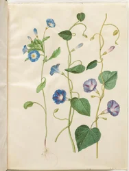 Convolvulus tricolor (spódnica panieńska); Ipomoea purpurea (fioletowa magnolia)