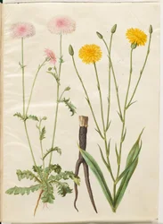 Crepis rubra (czerwony szylkretowiec); Scorzonera hispanica (skorzony ogrodowe)